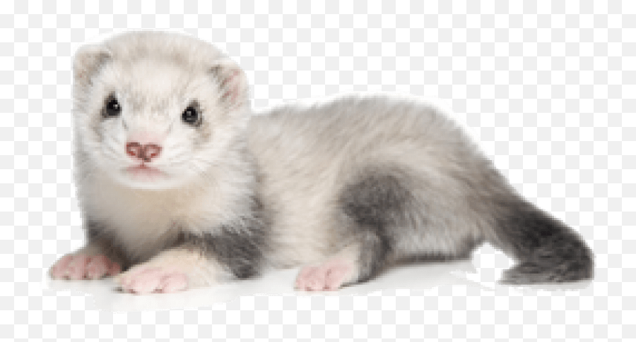 Ferret Png Picture - White And Grey Ferrets,Weasel Png