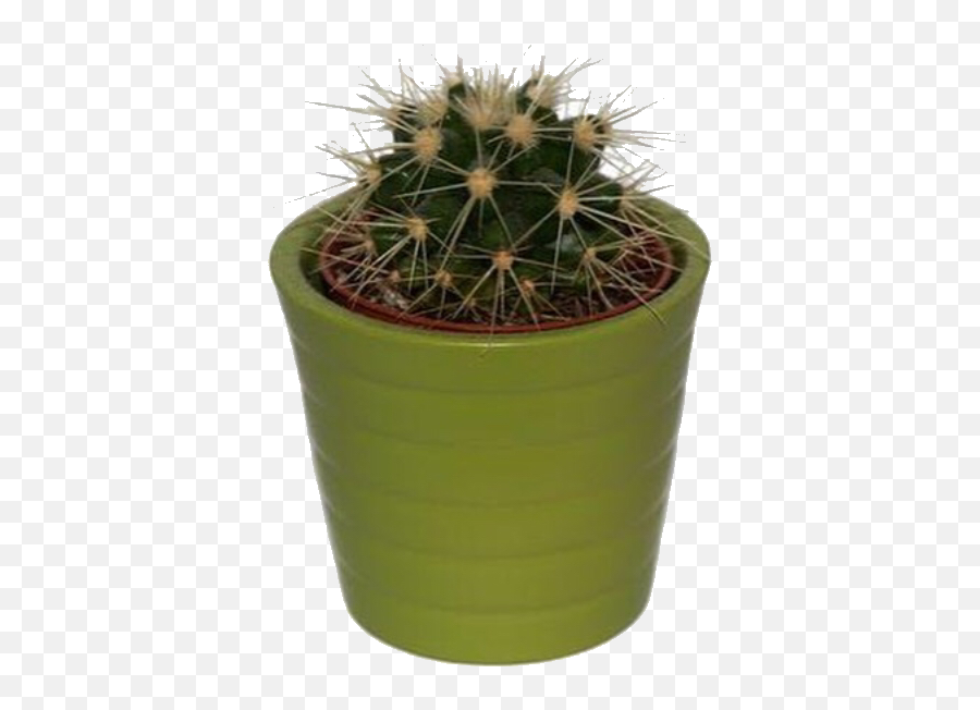 Green Png Pngs Greenpngs Moodboard - Cactus Plant Png,Plant Pngs