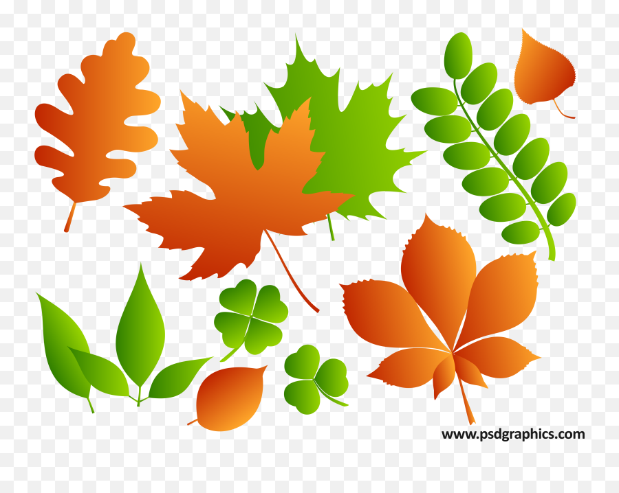 Vector Leaves - Different Leaves Png,Thanksgiving Leaves Png