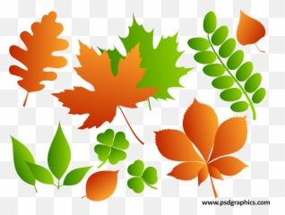 Vector Leaves - Different Png