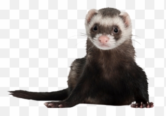 Download Free Png Ferret Photos - Ferret Png Transparent,Ferret Png