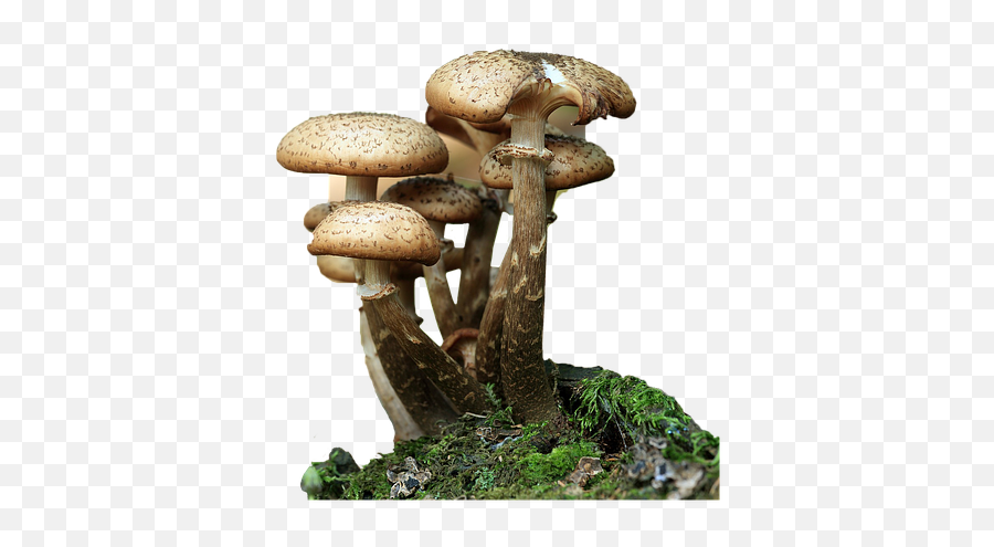 Fungi Mushrooms Forest - Mushroom Fungus Png,Fungi Png