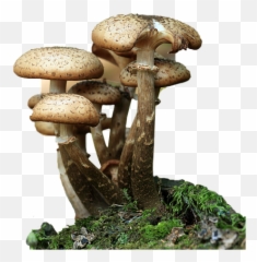 Fungi Mushrooms Forest - Mushroom Fungus Png,Fungi Png