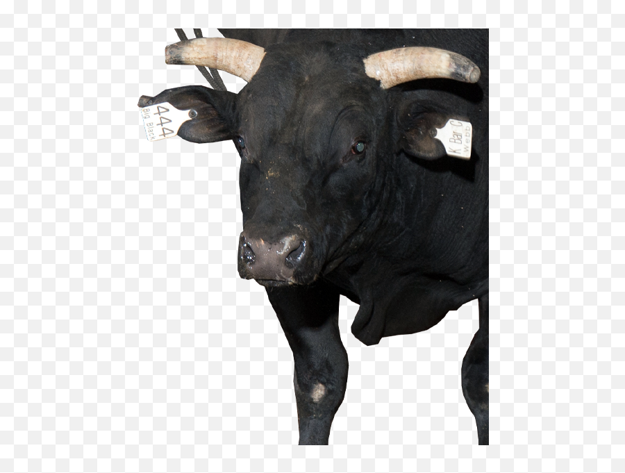 Pbr Bull Big Black - Pbr Bull Big Black Png,Black Bulls Logo