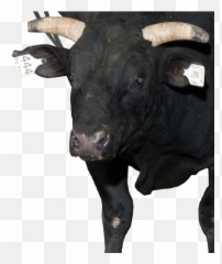 Pbr Bull Big Black - Pbr Bull Big Black Png,Black Bulls Logo