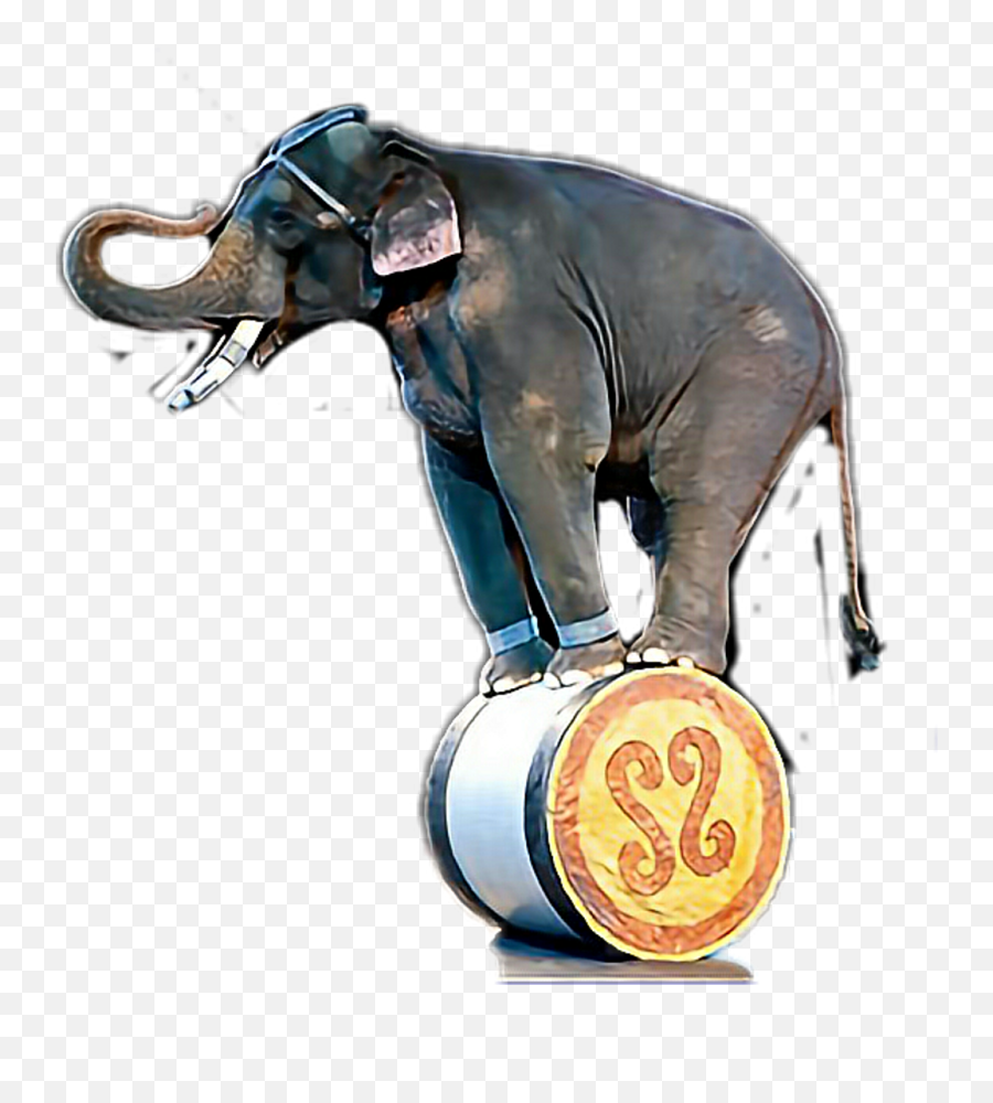 Download Universoul Circus Elephants Png Image With No - Bo Elephant Circus,Elephants Png