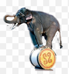 Download Universoul Circus Elephants Png Image With No - Bo Elephant Circus,Elephants Png
