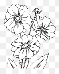 Anemone Flower Coloring Page Purple Kitty - Illustration Png,Anemone Png
