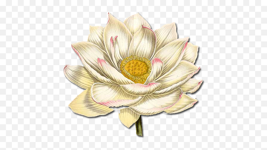 Download Hd Lotus Flower Png White - Paper Lotus,Lotus Flower Png