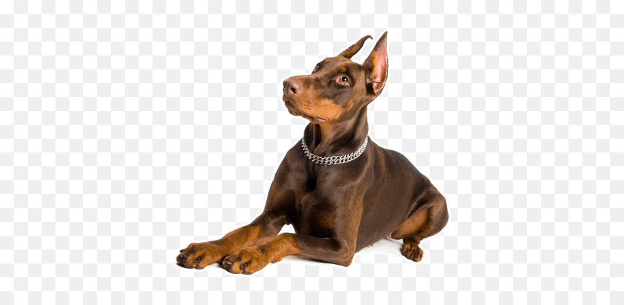 Doberman Pinscher Puppies For Sale In - Doberman Pinscher Puppies Png,Doberman Png