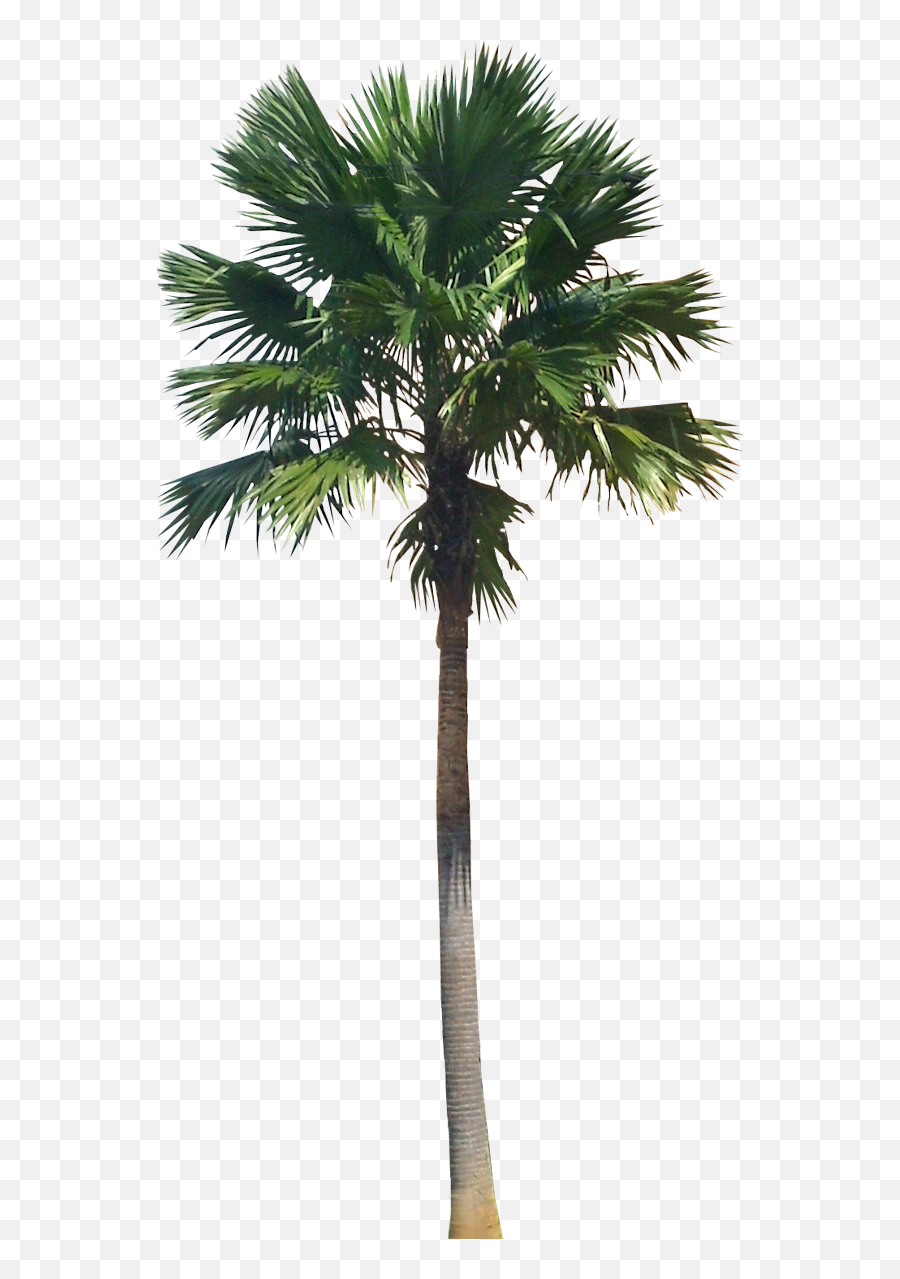 Green Palm Tree Png Hd Quality Play - Palm Trees Png High Resolution,Palmtree Png