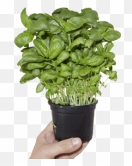 Download Lush Basil Clear Background - Vaso De Manjericao Png,Planter Png