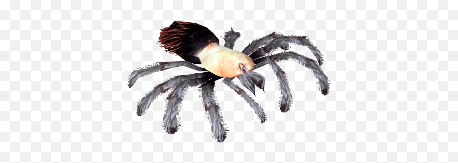 Tarantula Png And Vectors For Free - Greenbottle Blue Blue Tarantula,Tarantula Png