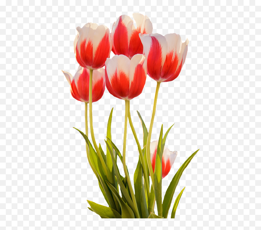 Png Tulip Merah Musim Semi Bunga - Transparent Spring Flower Png,Bunga Png