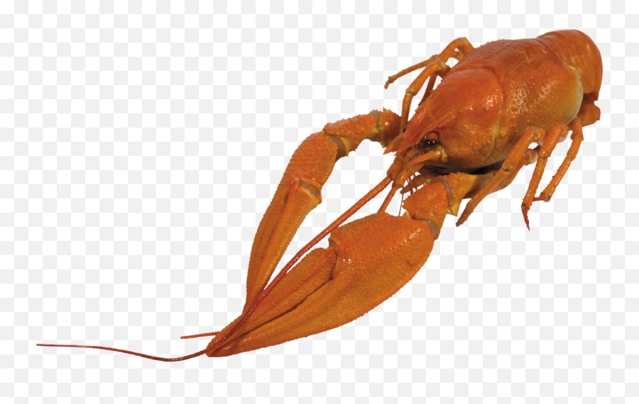 Download Crayfish Png Transparent - Crayfish Png,Crawfish Png