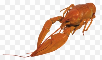Download Crayfish Png Transparent - Crayfish Png,Crawfish Png