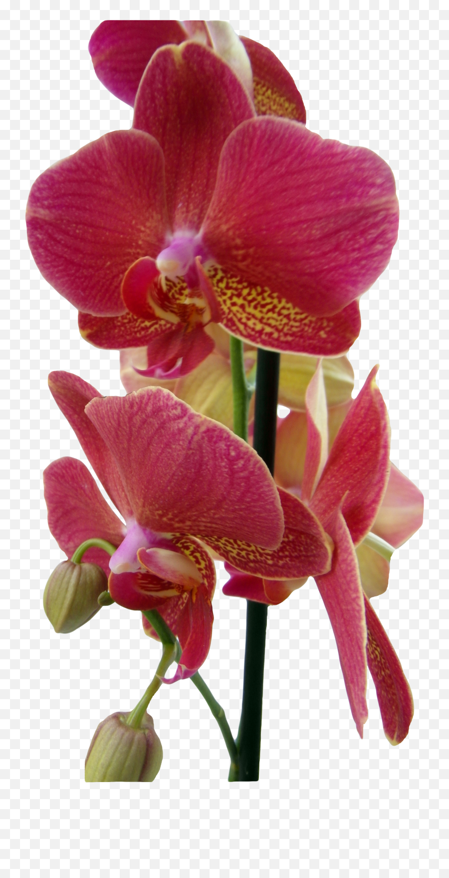Download Orchid Png Image For Free - Orquidea Vermelha Png,Orchid Png