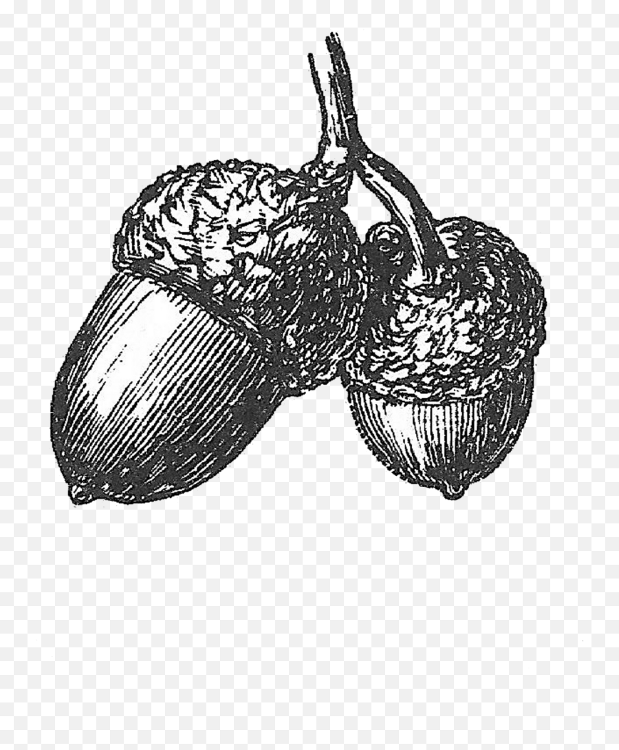 Acorn Drawing Black And White - Drawing Of An Acorn Png,Acorn Png