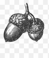 Acorn Drawing Black And White - Drawing Of An Acorn Png,Acorn Png