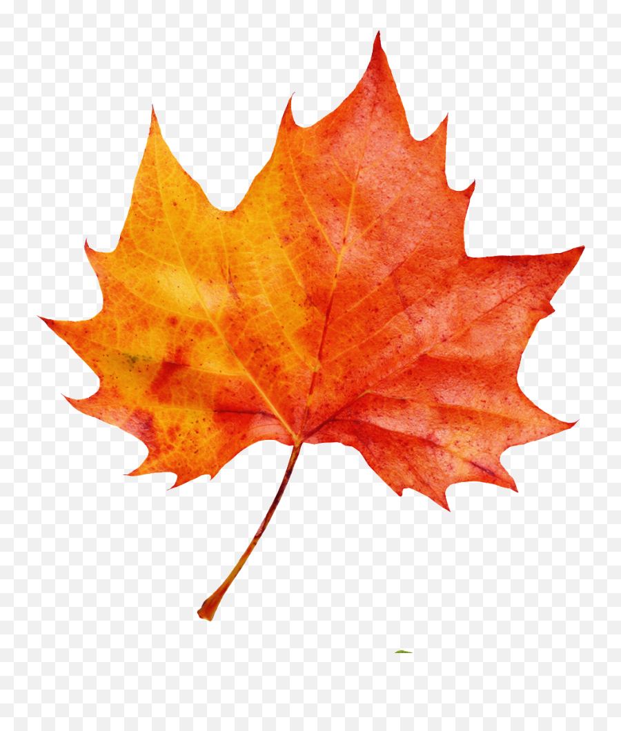 A Red Maple Leaf Transparent Decorative - Watercolor Fall Leaf Transparent Background Png,Maple Leaf Transparent