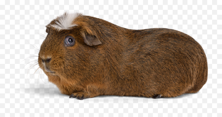 Guinea Pig Toys - Cuy Png,Guinea Pig Png