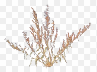 Desert Plant 1 Gust 3 - Amaranthaceae png