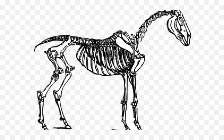 Download Horse Skeleton Transparent - Full Size Png Image Horse Skeleton Clipart,Skeleton Transparent Background