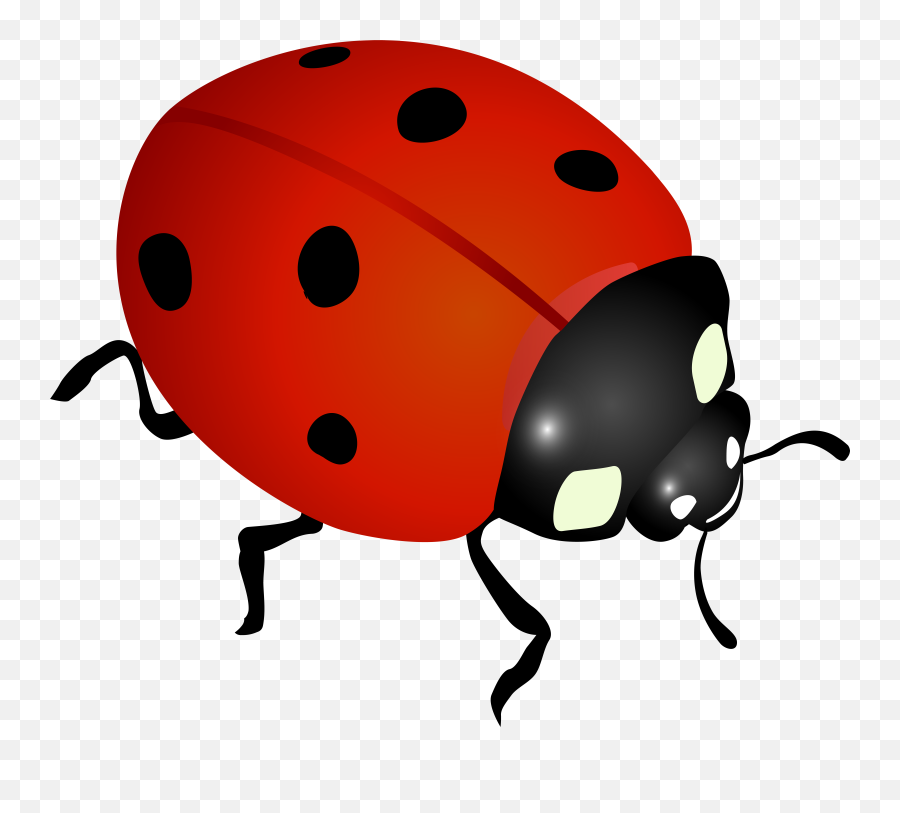 Library Of Ady Bugs Jpg Free Images Png Files Clipart
