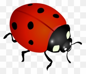 Library Of Ady Bugs Jpg Free Images Png Files Clipart