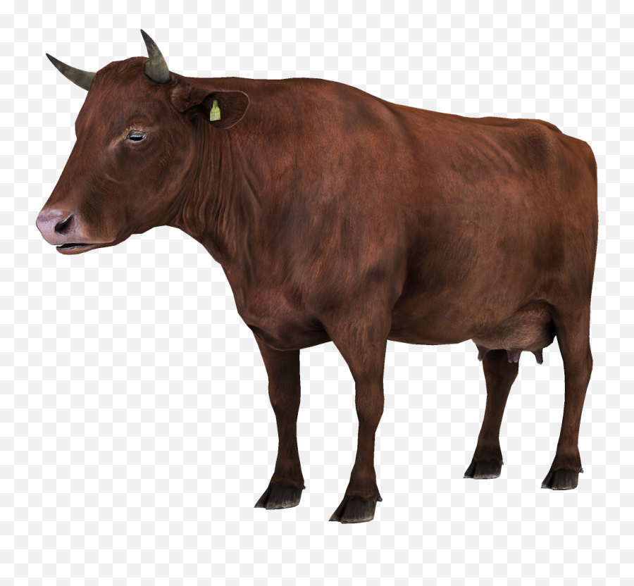Collecta Angus Bull Transparent Png - Charolais Cattle Red Png,Vaca Png