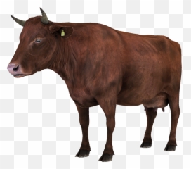 Collecta Angus Bull Transparent Png - Charolais Cattle Red Png,Vaca Png