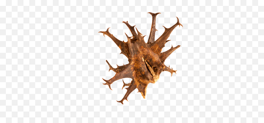 Devilu0027s Claw - Kalahari Bio Care Wood Png,White Claw Png