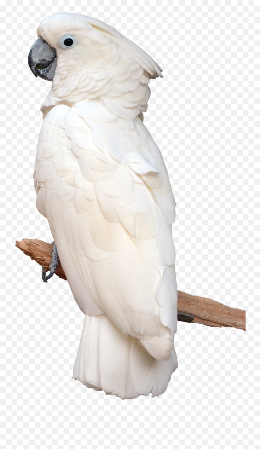 Download - Parrotpngtransparentimagestransparent Parrot White Png,Parrot Transparent Background