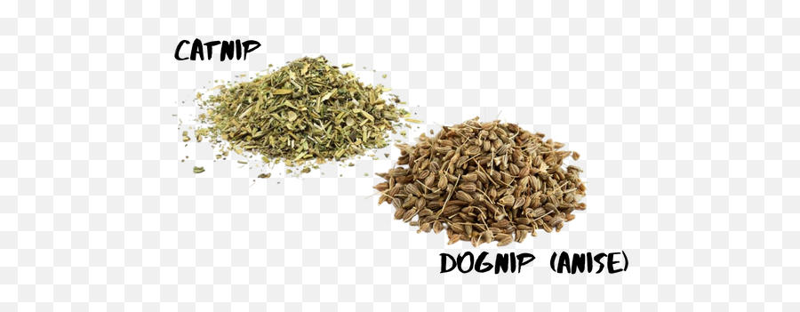 Bow Wow Meow Store - There A Catnip For Dogs Png,Bow Wow Icon