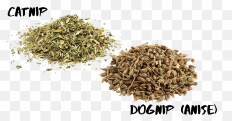 Bow Wow Meow Store - There A Catnip For Dogs png