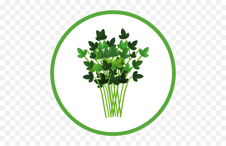 Vitality Farms Company U2022 Lakeland Fl - Kod Do Piosenek Roblox Livetopia Png,Basil Icon