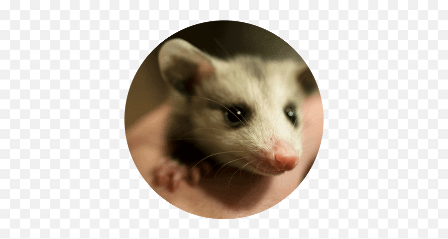 Found An Animal - All Things Wild Rehabilitation Png,Possum Icon