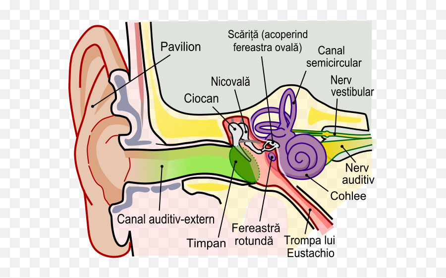 Anatomy Of The Human Ear Ro - Elastic Cartilage In Ear Png,Ear Png