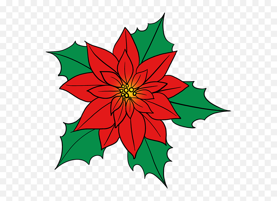 How To Draw Poinsettia - Drawing Of A Poinsettia Flower Christmas Poinsettia Drawings Png,Poinsettia Png