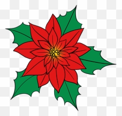 How To Draw Poinsettia - Drawing Of A Poinsettia Flower Christmas Poinsettia Drawings Png,Poinsettia Png