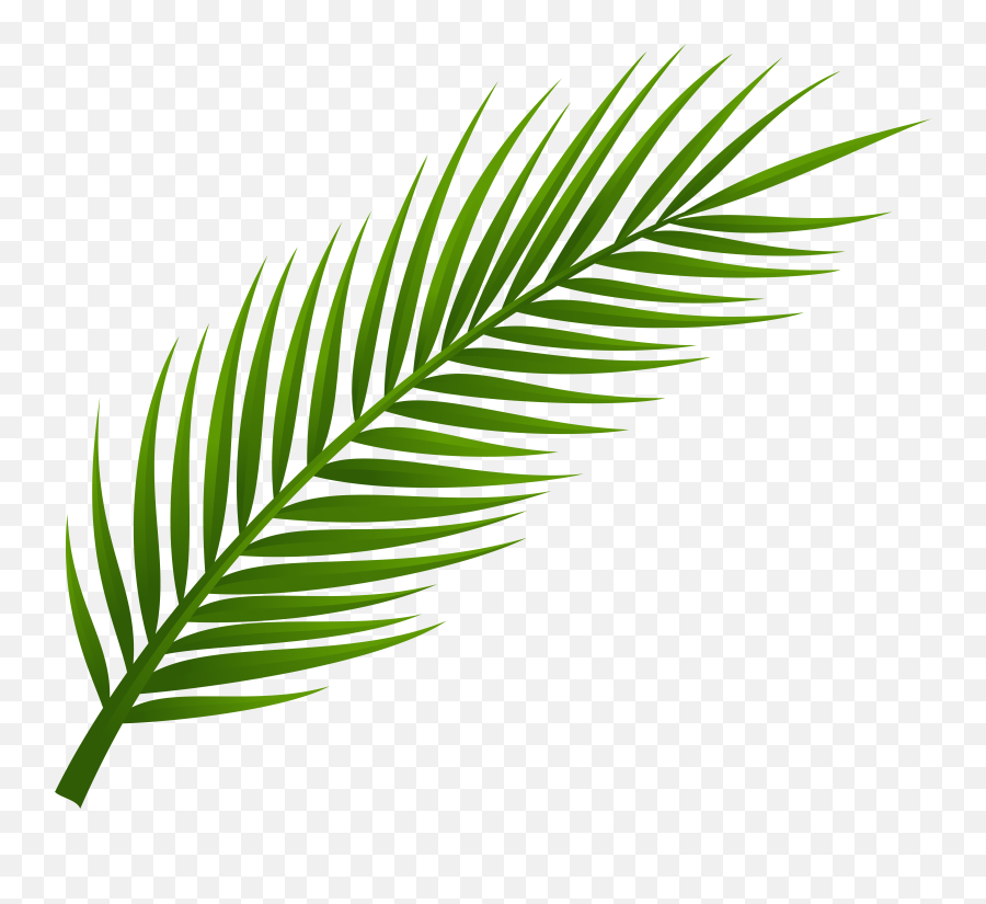 Palm Leaves Transparent Png Clipart