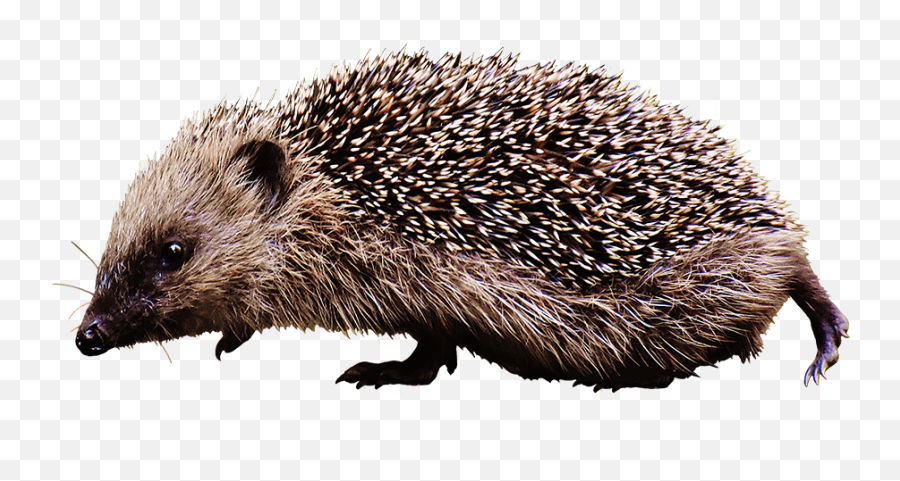 Hedgehog Clipart - Hedgehog Png,Hedgehog Transparent Background