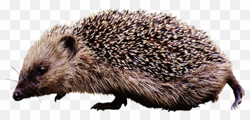 Hedgehog Clipart - png