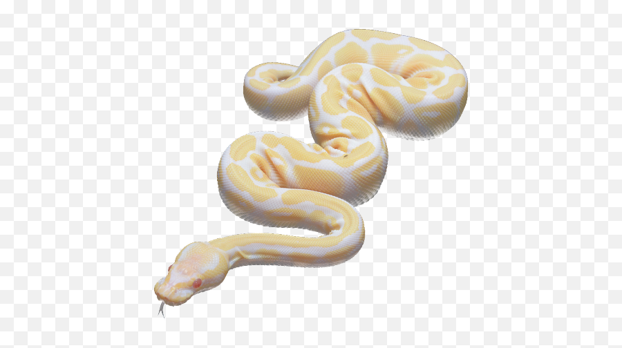 Snake Red Eyes Transparent Pale Albino Colour Change Euolog U2022 - Snake Transparent Png,Snake Transparent Background