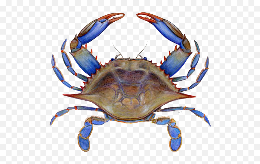 Png Images Transparent Free Download - Transparent Background Crab Png,Crab Transparent