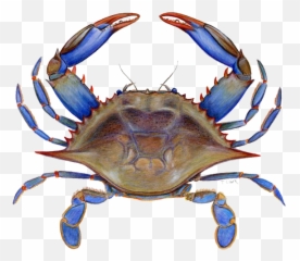 Png Images Transparent Free Download - Transparent Background Crab Png,Crab Transparent