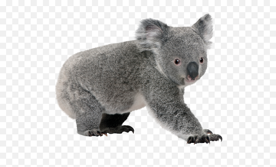 Koala Background Transparent Png - Transparent Background Koala Bear Png,Koala Transparent