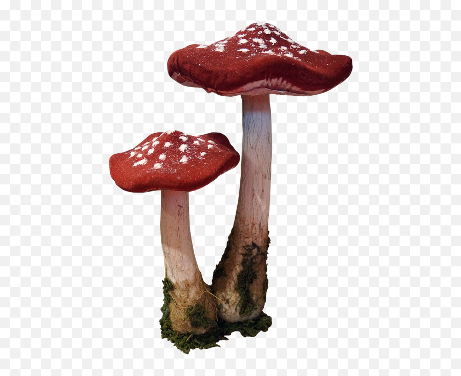 Mushrooms Polka Dots Red - Free Image On Pixabay Mushroom Png,Mushrooms Png
