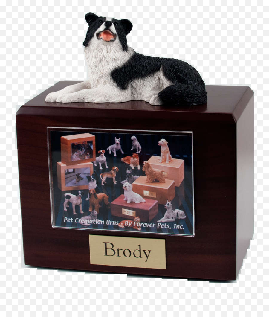 Border Collie - Laying Ph3000020 16340 Peaceful Dog Figurines Png,Border Collie Png
