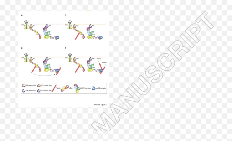 Mechanism Of Expansion Lamellipodia - Screenshot Png,Ruffles Png